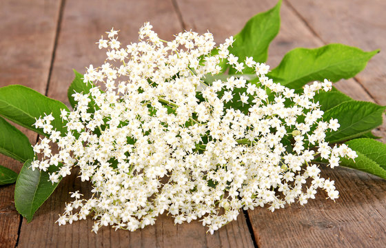 Holunderbl&uuml;te