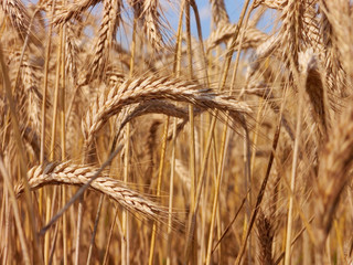 wheat field