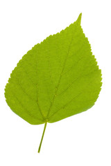 linden leaf