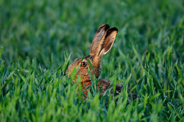 Feldhase, Hase
