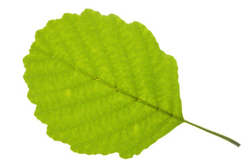 Obraz premium alder tree leaf