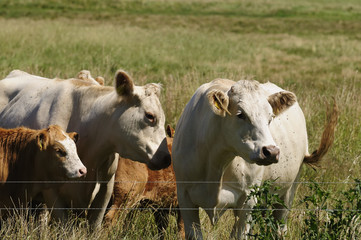 jerseyrind 94