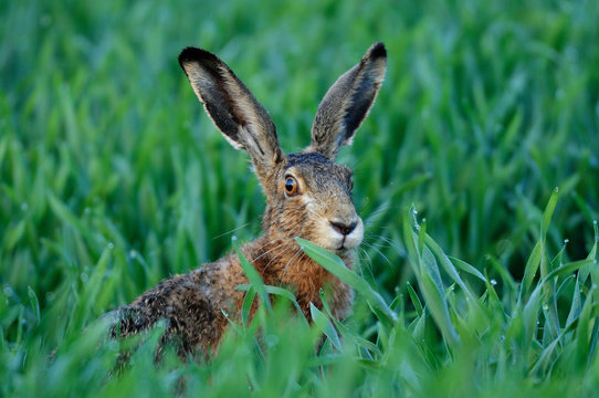 Feldhase, Hase