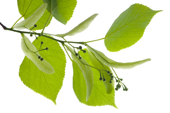 linden leaves
