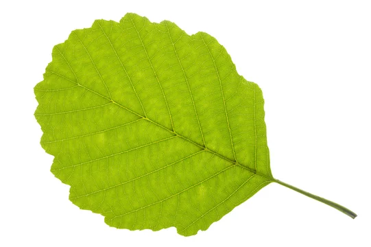 alder tree leaf