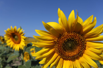 sunflower