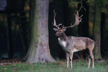 Damwild, Damhirsch, Schaufler, Brunft, Herbst