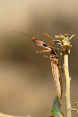 La mantis religiosa