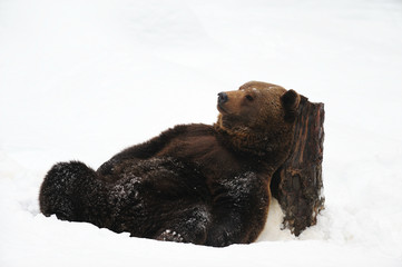 Europaeischer Braunbaer