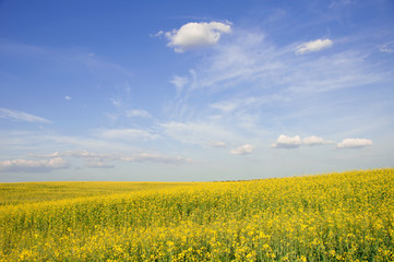 Rapeseed field