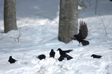 Rabenkraehen, Carrion crow