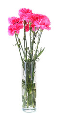 Beautiful pink carnations in glass vase isolated on white