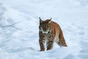 Fototapeta premium Europaeischer Luchs, Winter