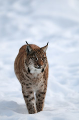 Europaeischer Luchs, Winter