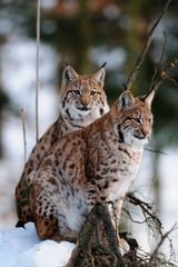 Luchs, Winter