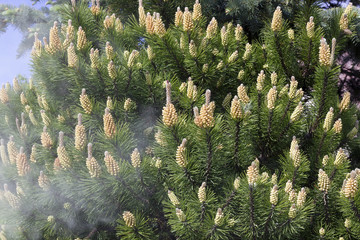 Shedding of pine pollen