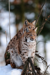 Luchs, Winter