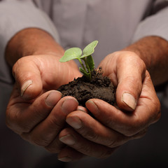 green sprout in senior man hand