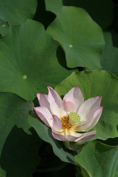 lotus flower