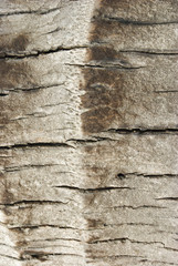 macro coconut tree trunk texture background