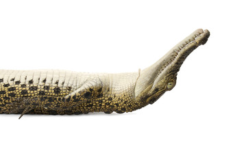 Australian saltwater crocodile - Crocodylus porosus, on white.