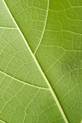 Texture of a green leaf as background