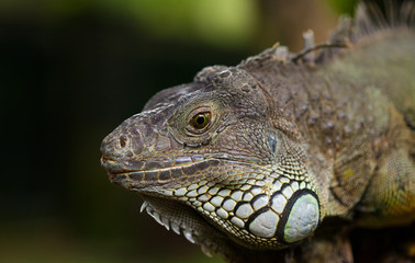 Obraz premium big iguana