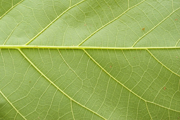 Texture of a green leaf as background