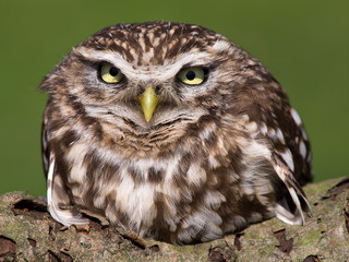 Steinkauz - Athene noctua