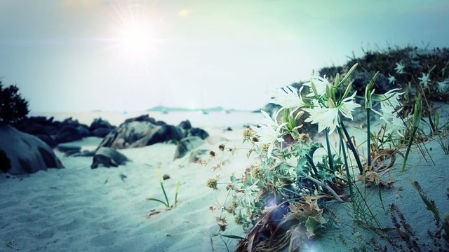 Spiaggia Mediterraneo gigli in fiore