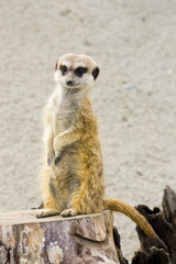 meerkat