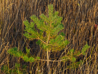 Little pine-tree