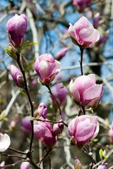 Fototapeta premium blooming magnolia tree in april