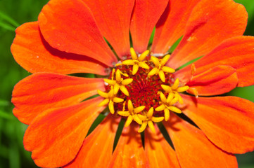Blooming Zinnias Close Up