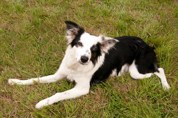 Fototapeta premium Black & White pet dog