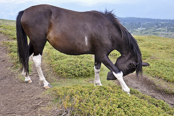 Horse in Rila mountain
