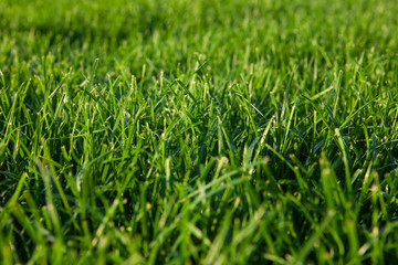 green summer grass and sun