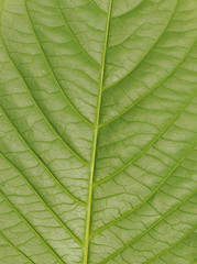 Fototapeta na wymiar leaves.