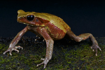 Sapo dorado / Bufo guttatus