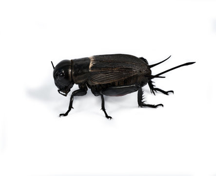 Black cricket isolated on white background