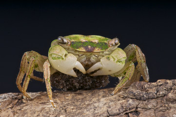 Green vampire crab / Geosesarma sp