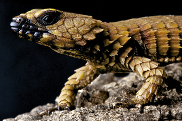 Armadillo lizard / Cordylus cataphractus