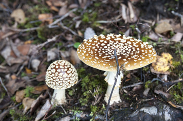 лесные грибы