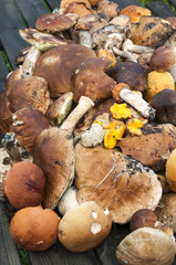 лесные грибы