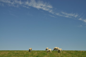 Schafe auf einem Deich
