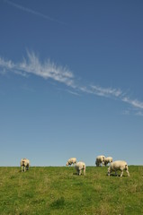 Obraz premium Schafe auf einem Deich