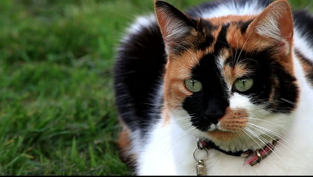 chatte