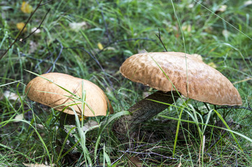 лесные грибы