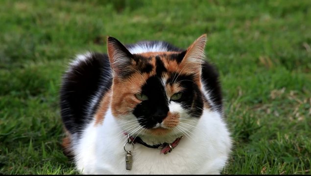 chatte