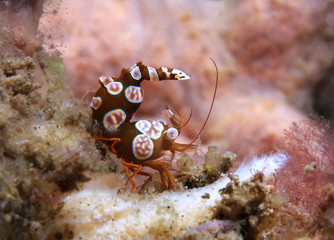Squat Shrimp (Thor Amboinensis), Lembeh Strait, Indonesia © Daniel Lamborn